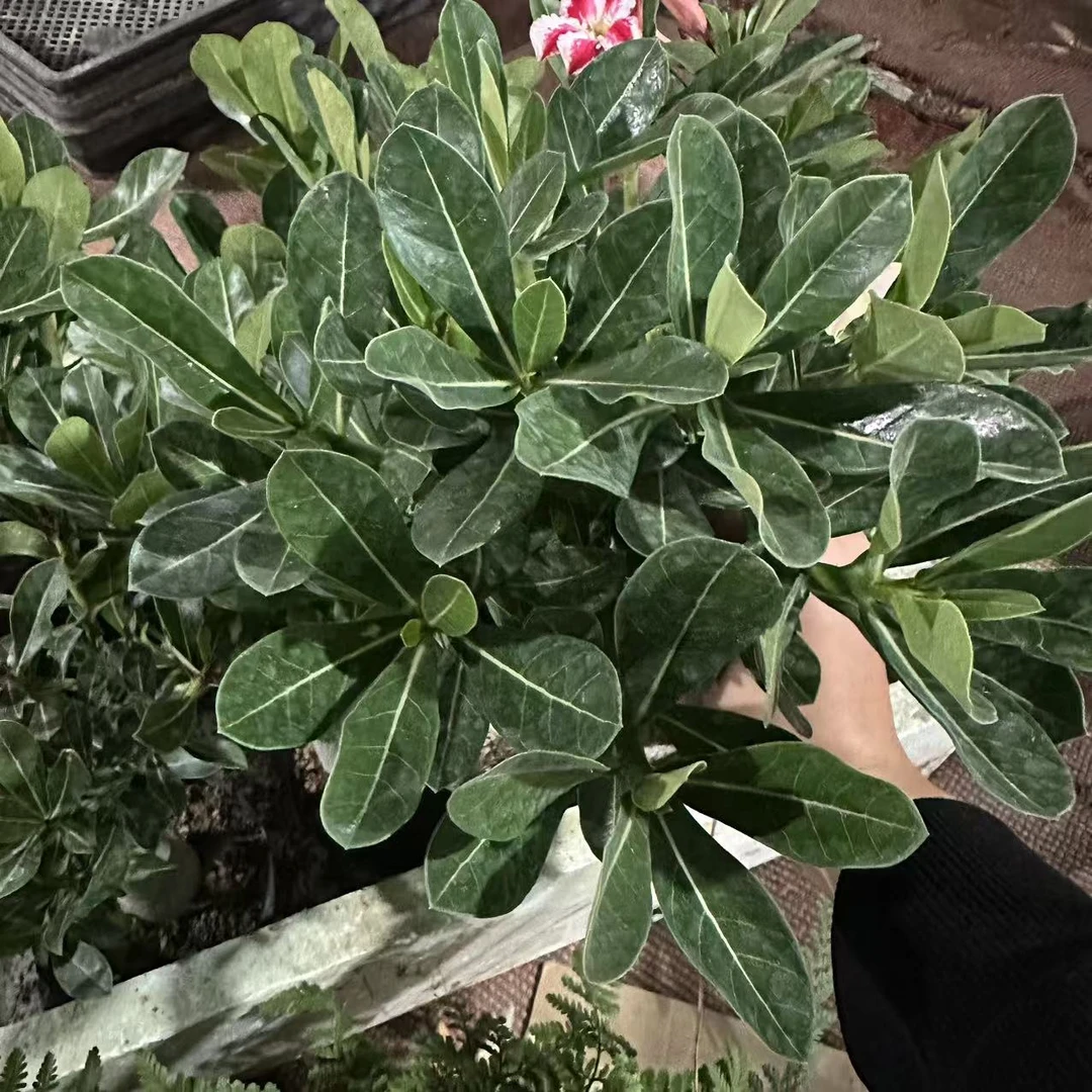 沙漠玫瑰盆栽老桩大苗庭院阳台耐旱易养活开花