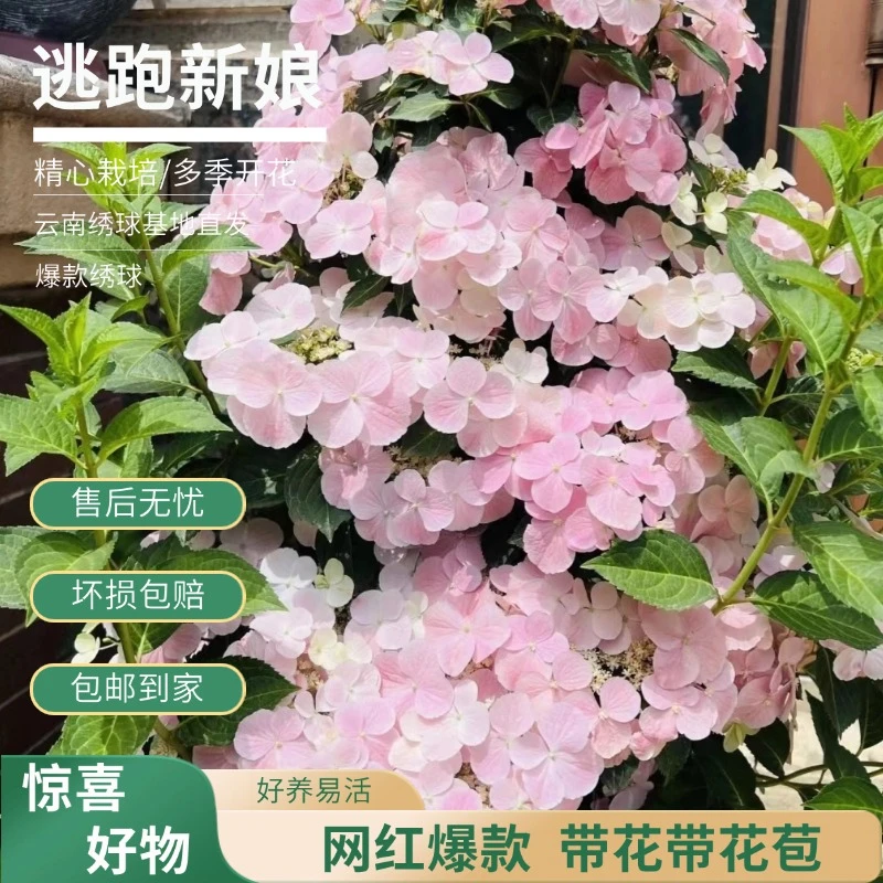 【逃跑新娘】浅粉色绣球 带花带花苞 爆销热款 老桩 包邮 基地直发