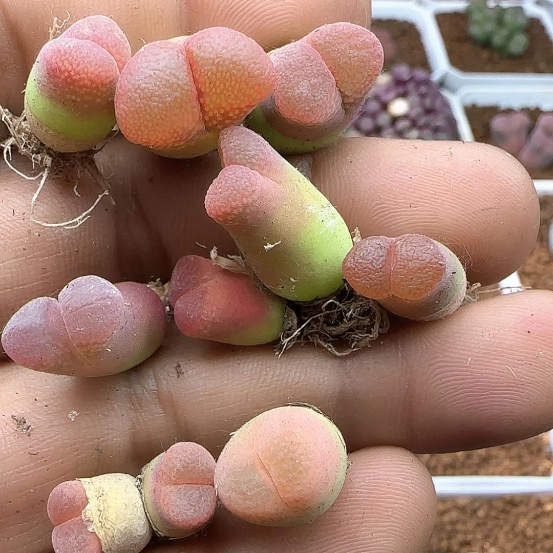 糖*好看的风铃37085