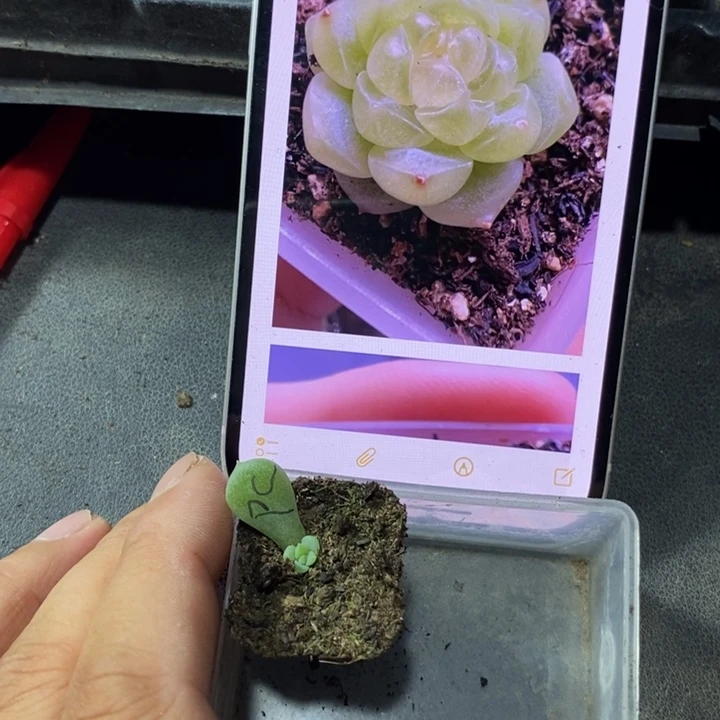 穴盘财富泼天芽苗一个