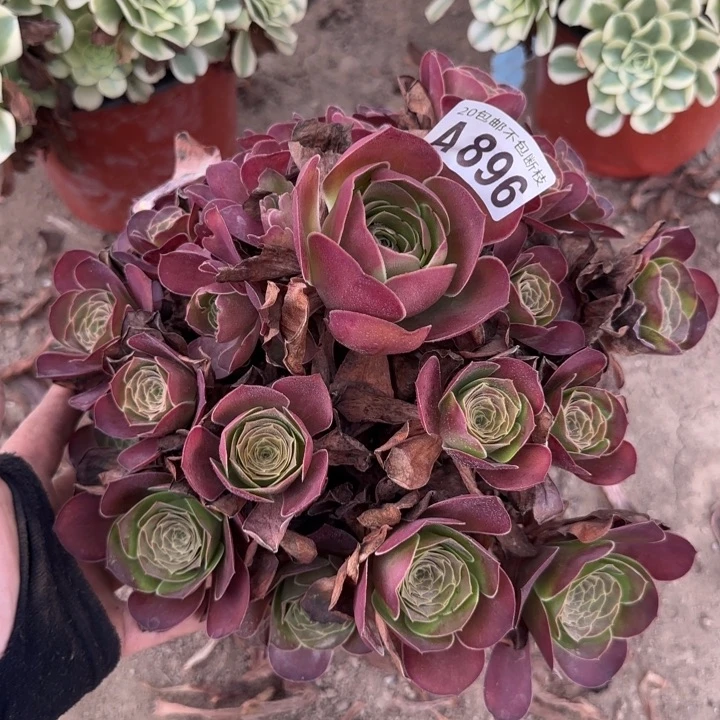 魅金……多肉植物……