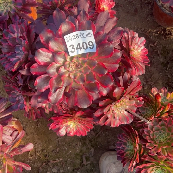 3409雪姬多肉植物