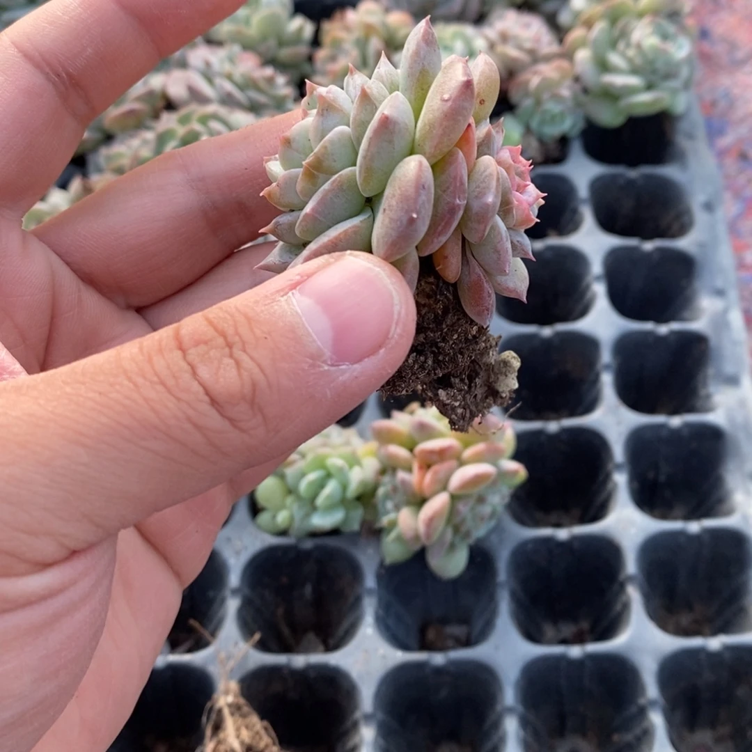 23 满十元包邮非偏远