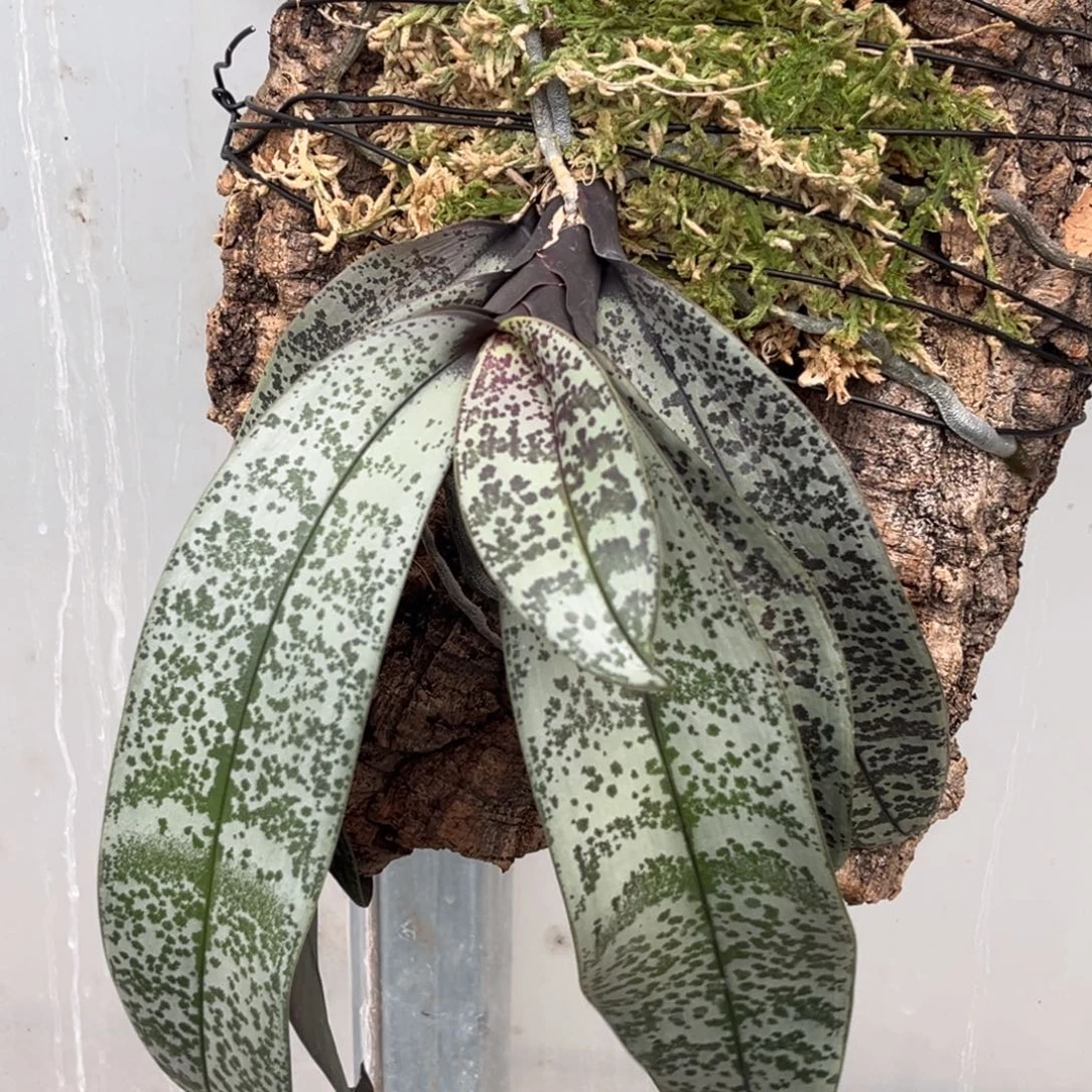 无花朵板值t2202苗