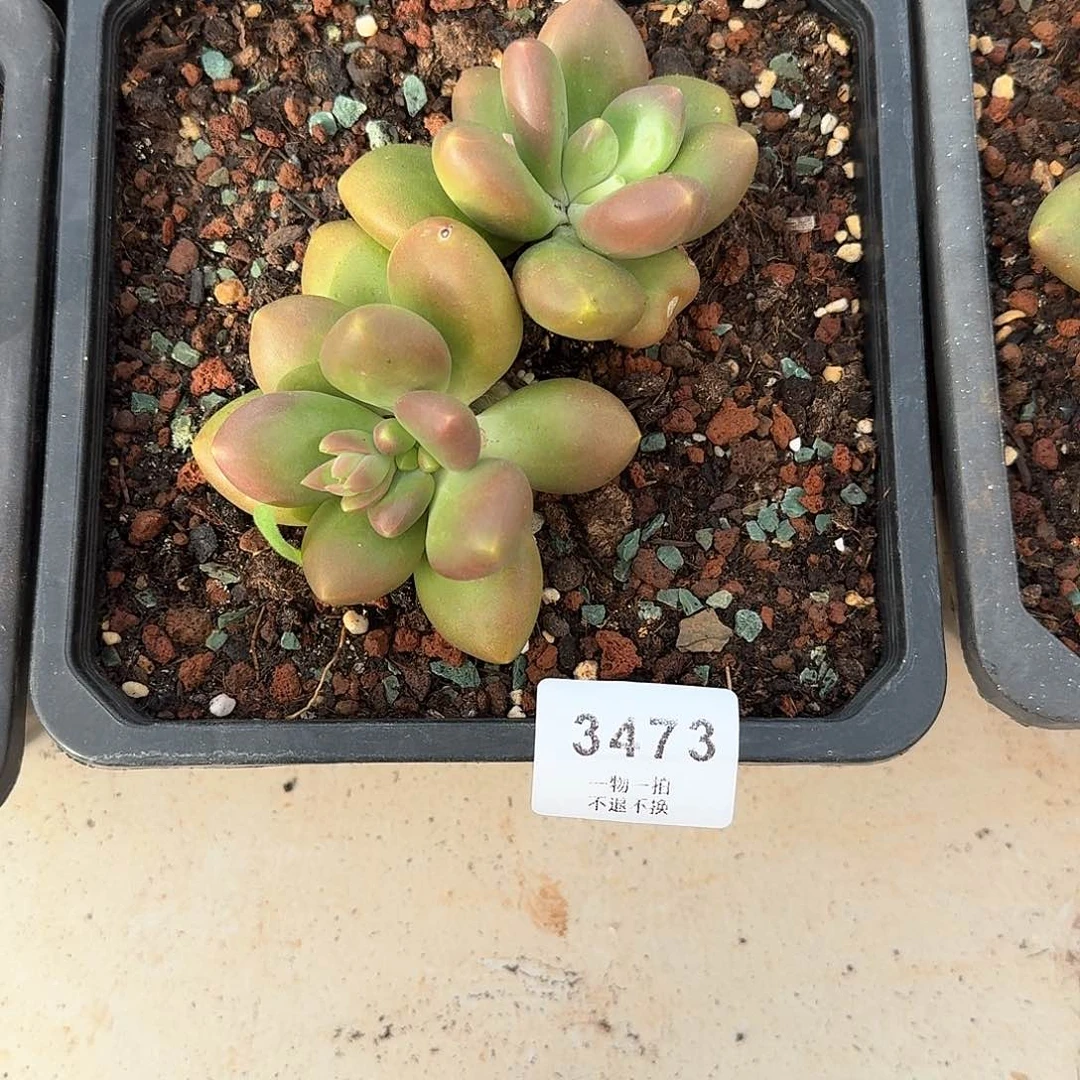 飞*23473号芒果奶多肉