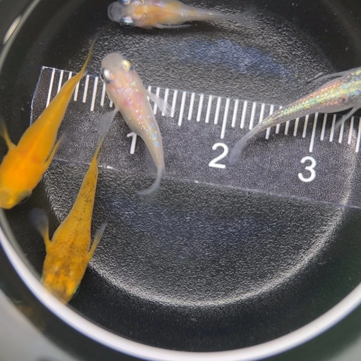 海水鱼混搭球球22号