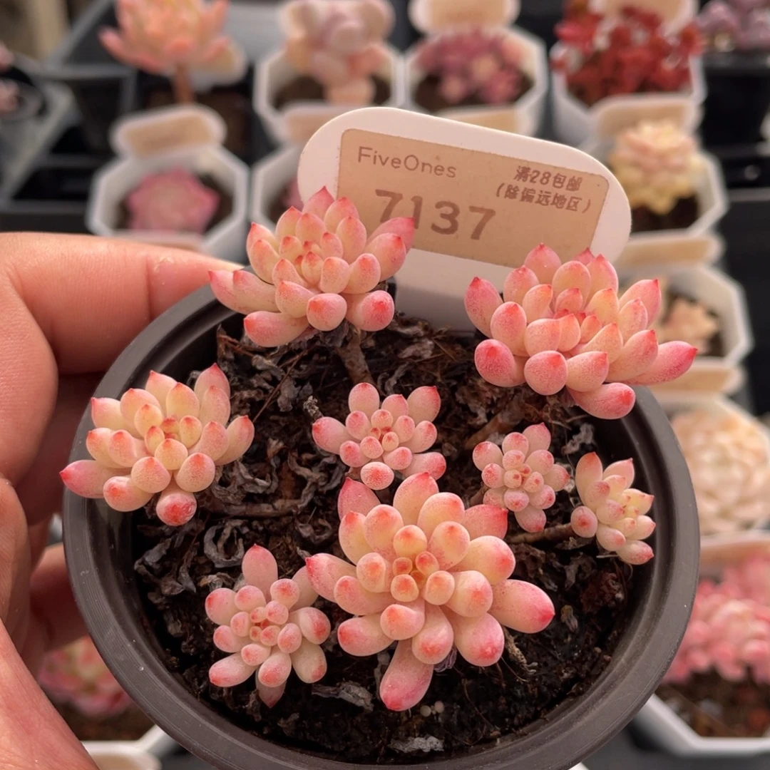 烟花7137-8.0厘米