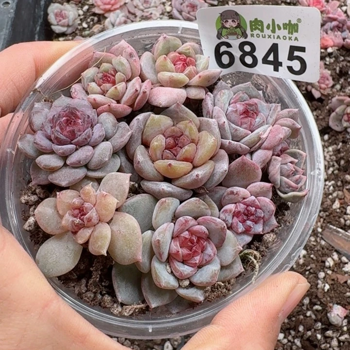 多肉植物多肉植物