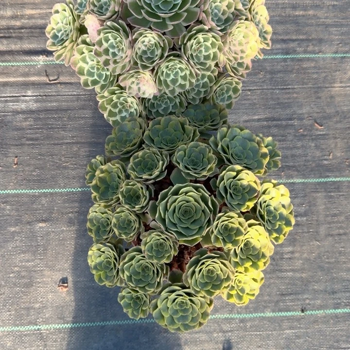 芳***姐无花朵芳芳姐—2颗，孔雀翎加超级绿豆沙二棵