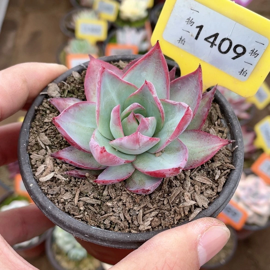 【闪购商品】1409号