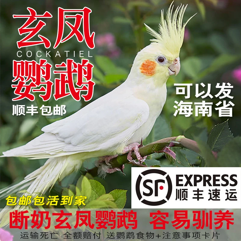 玄凤鹦鹉活体会学说话可繁殖鸟手养宠物一对活物观赏活鸟黄化玄凤