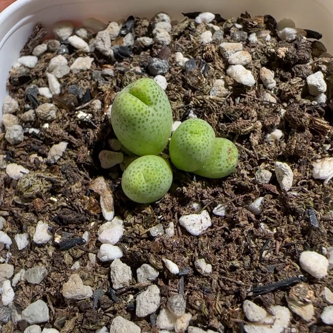 肉锥多肉植物百科-草莓斑马649