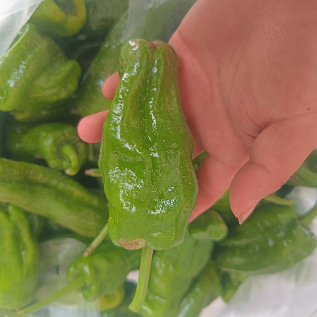 新鲜现摘大辣椒农家青椒土辣椒螺丝椒正宗樟树薄皮皱皮皱皮椒