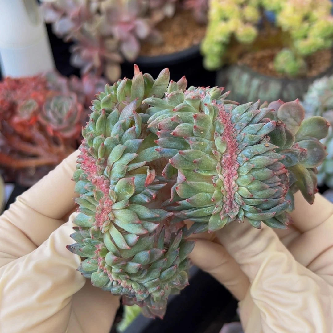 新年快乐 新年快乐 新年快乐