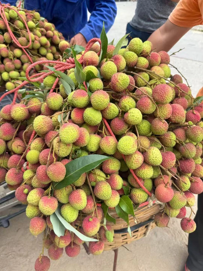 【顺丰包邮】广东茂名妃子笑荔枝头茬新鲜水果现摘现发整箱发货