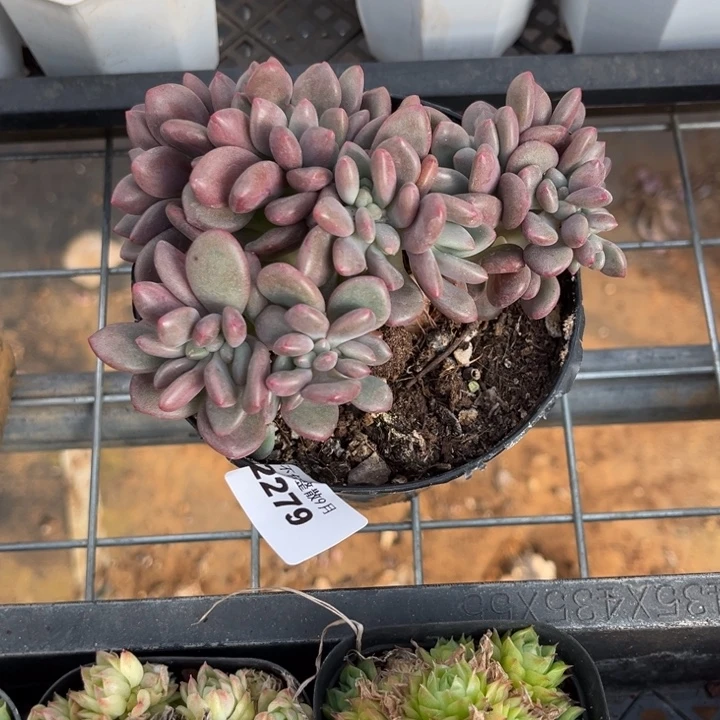 阿雅园艺。         2279桃花源缀