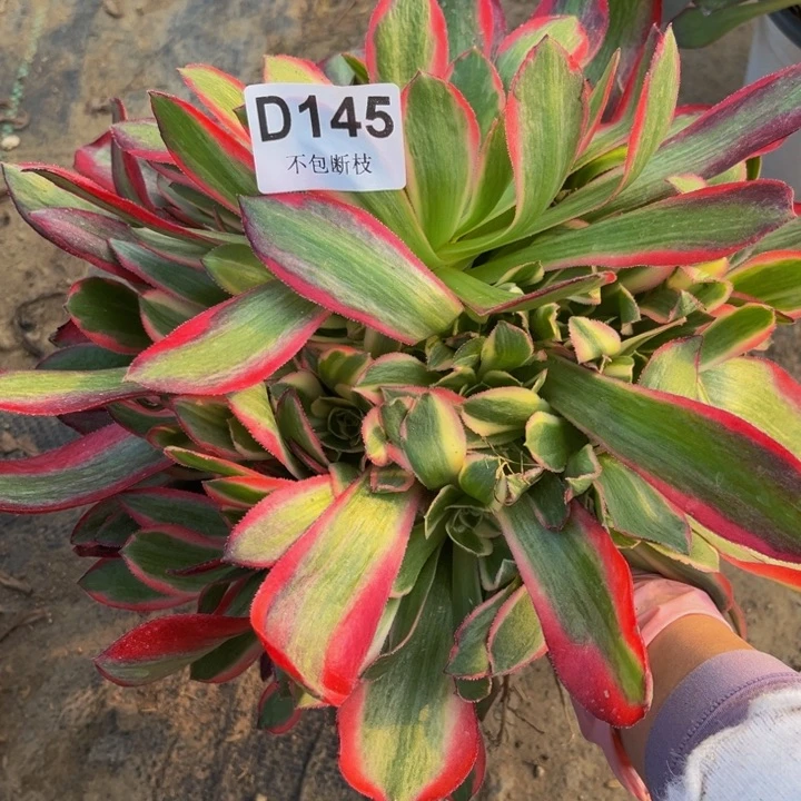 145女郎量多肉法师不包断枝