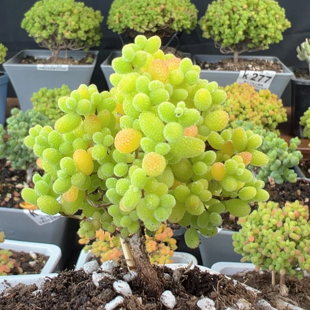 【闪购商品】k706飘桩金桔