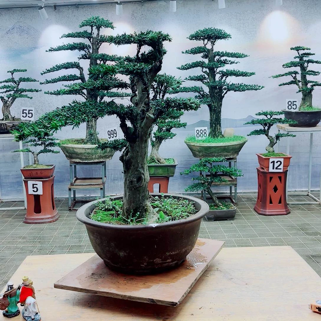 盆景盆景艺术罗汉松