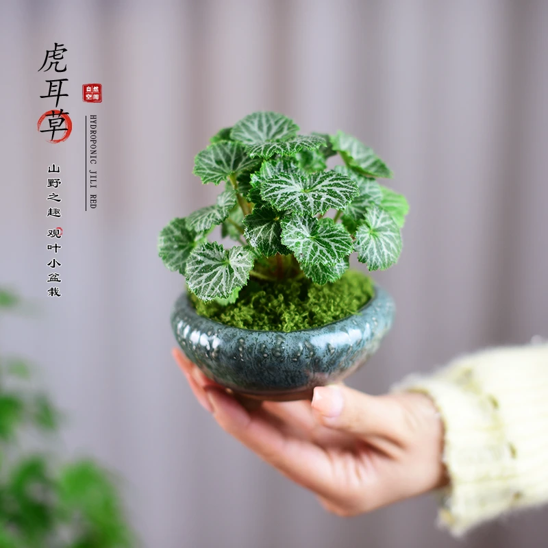 花叶虎耳草盆栽室内桌面茶几办公客厅绿植趣味中式小盆景摆件好养