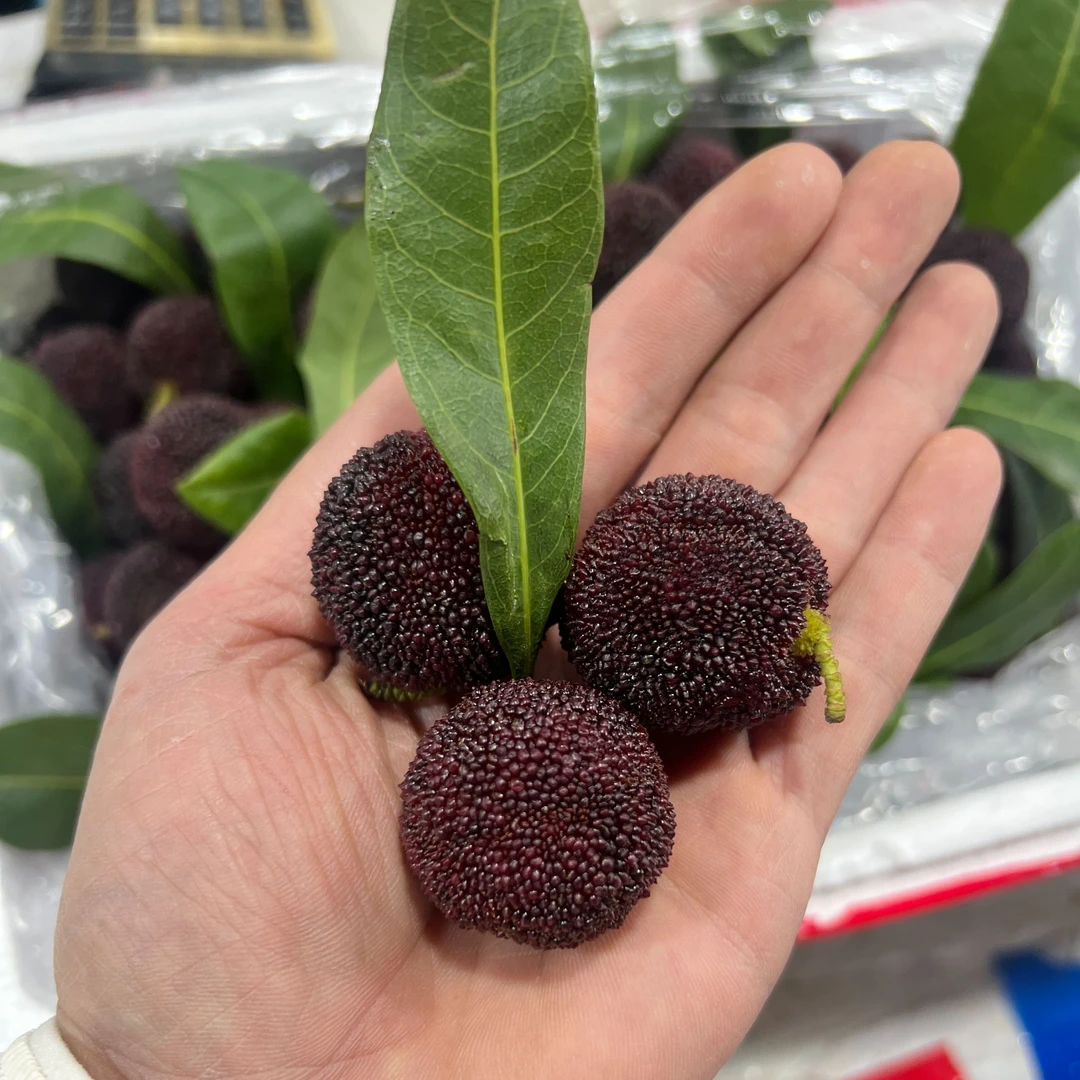 云南东魁杨梅新果上市新鲜非冰冻杨梅当季孕妇水果包邮鲜杨梅酸甜1.5斤/3斤/5斤新鲜杨梅重庆市