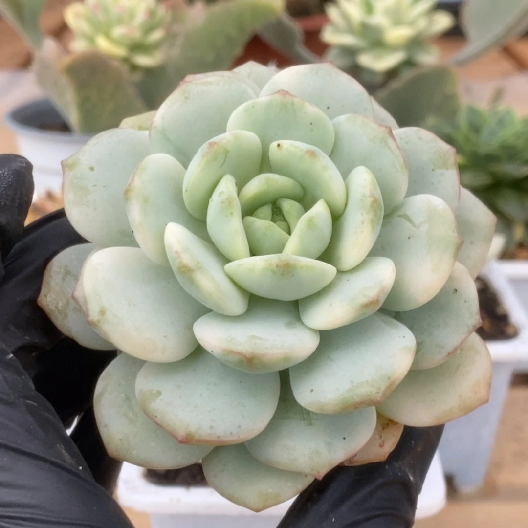 258香草锦锦锦锦锦锦锦