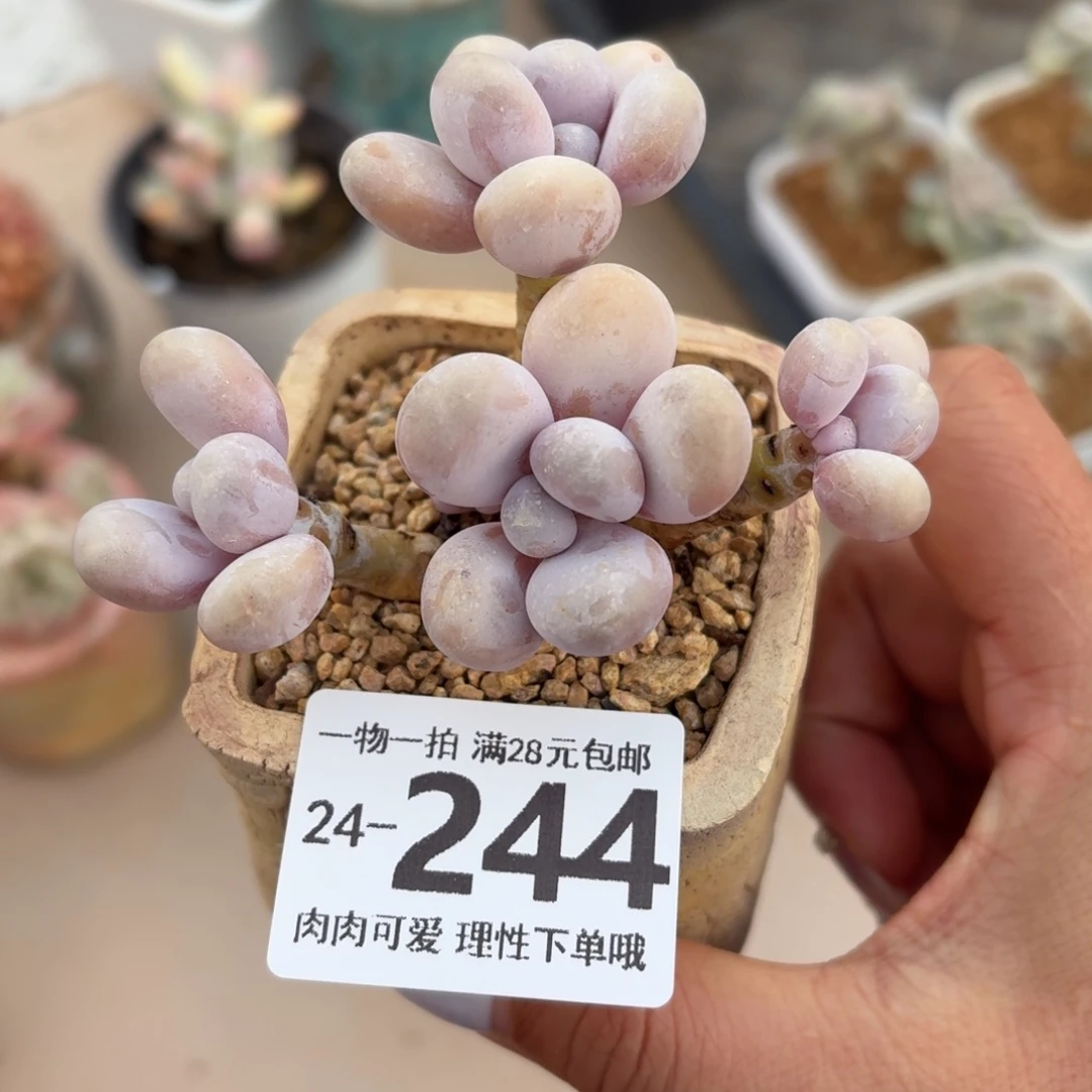 奶酪无盆土发货无盆