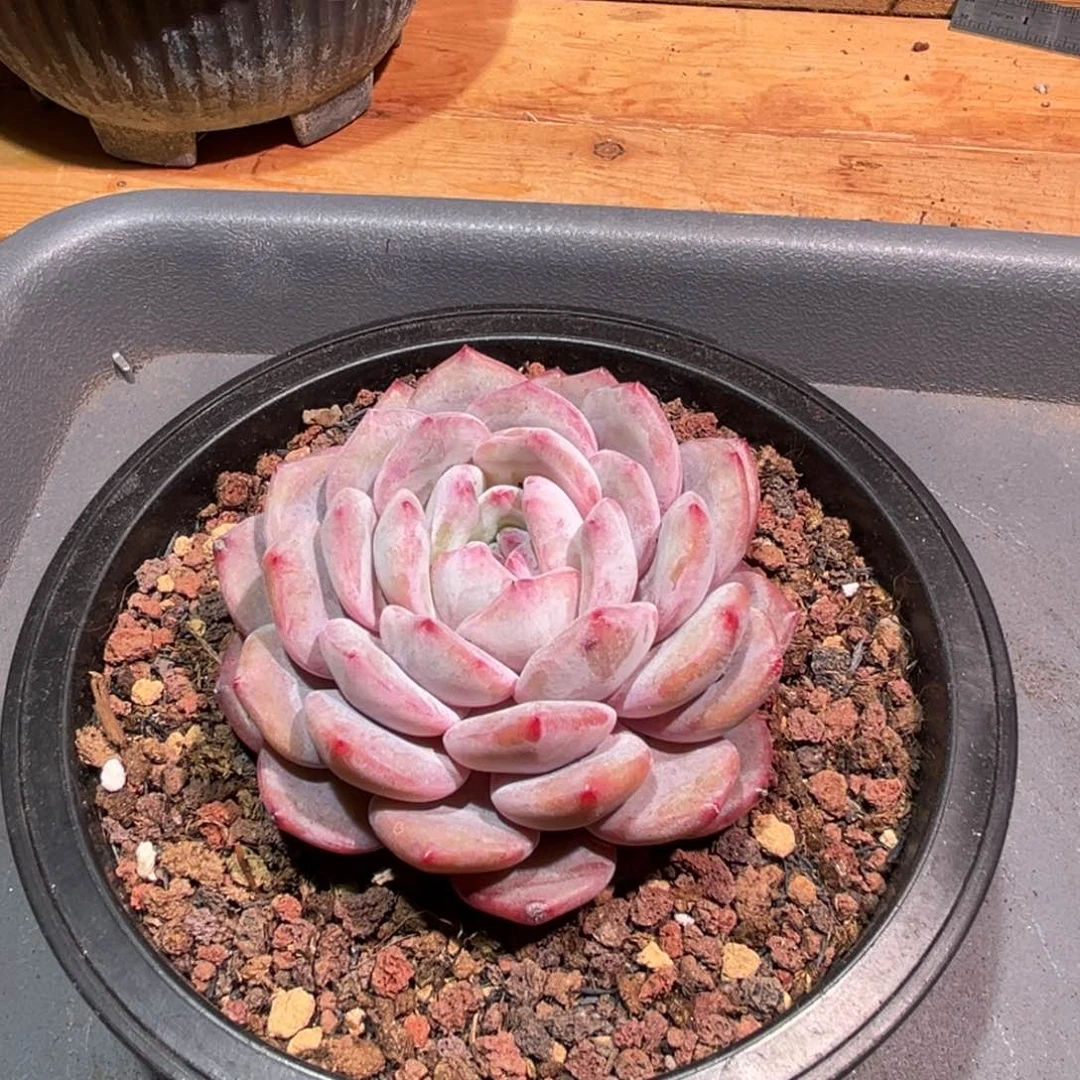 老***球一物一拍，寄养