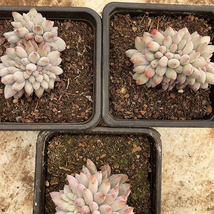 所罗门缀化（拍满18发货、偏远地区不包邮）