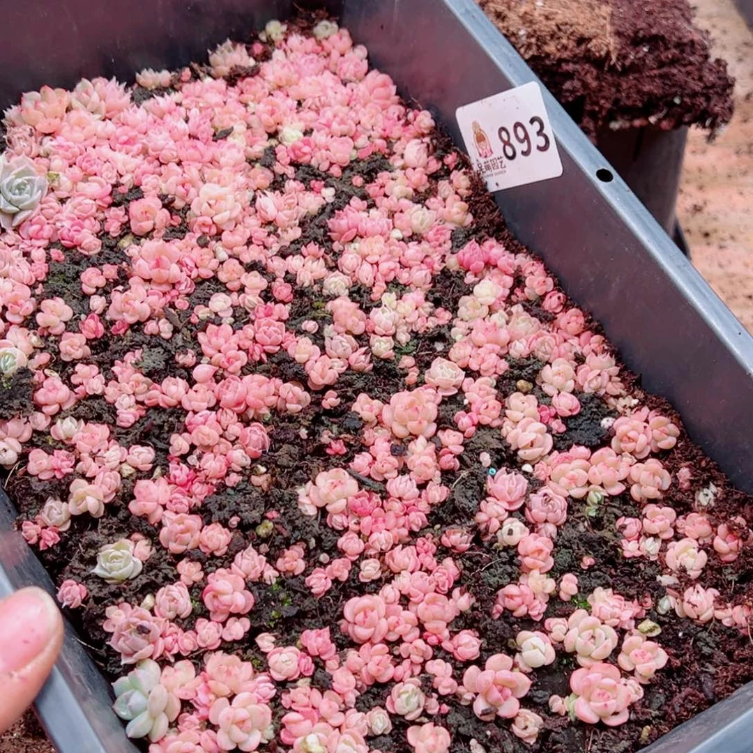 多肉植物多肉植物