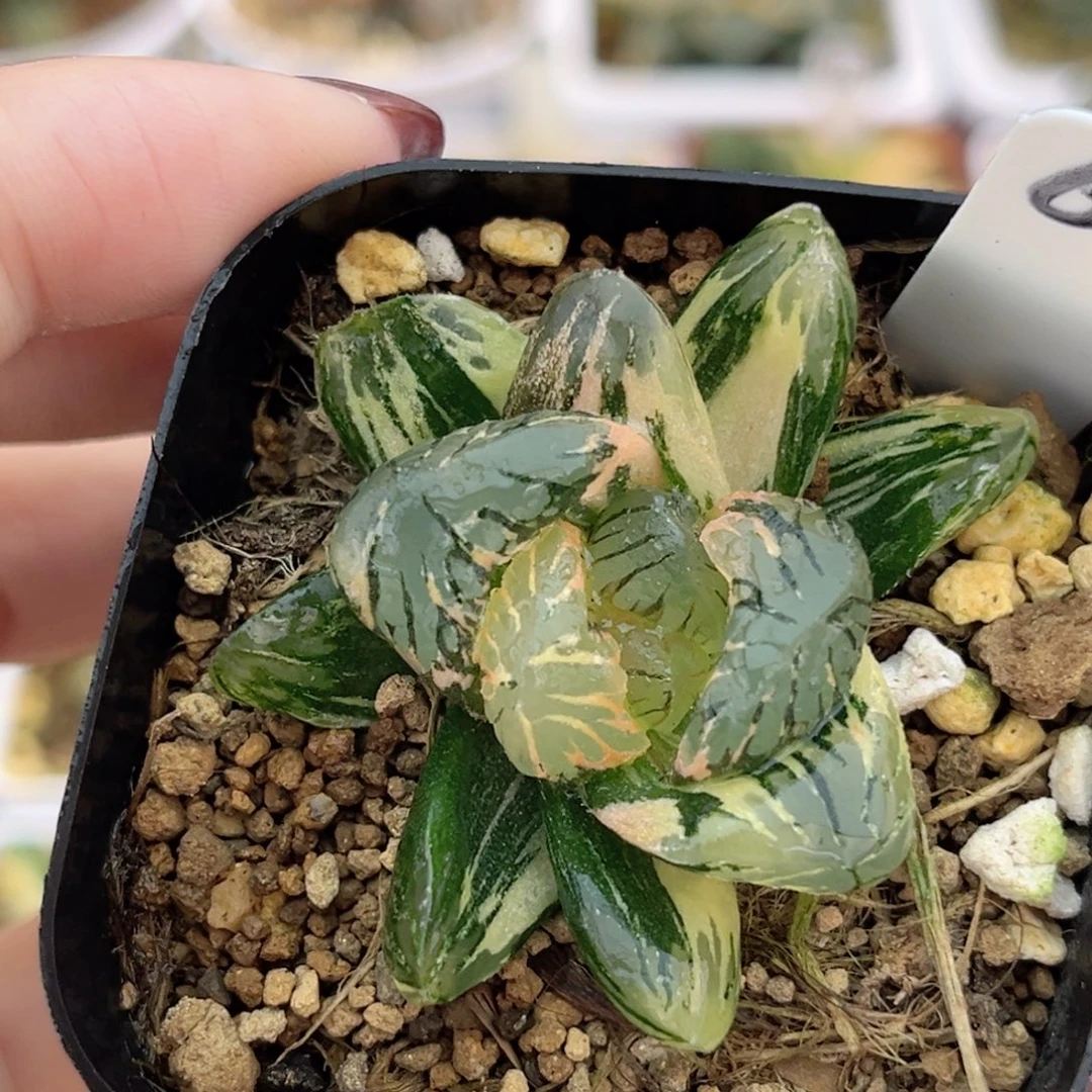 61大窗黑水晶玉露锦福利专场