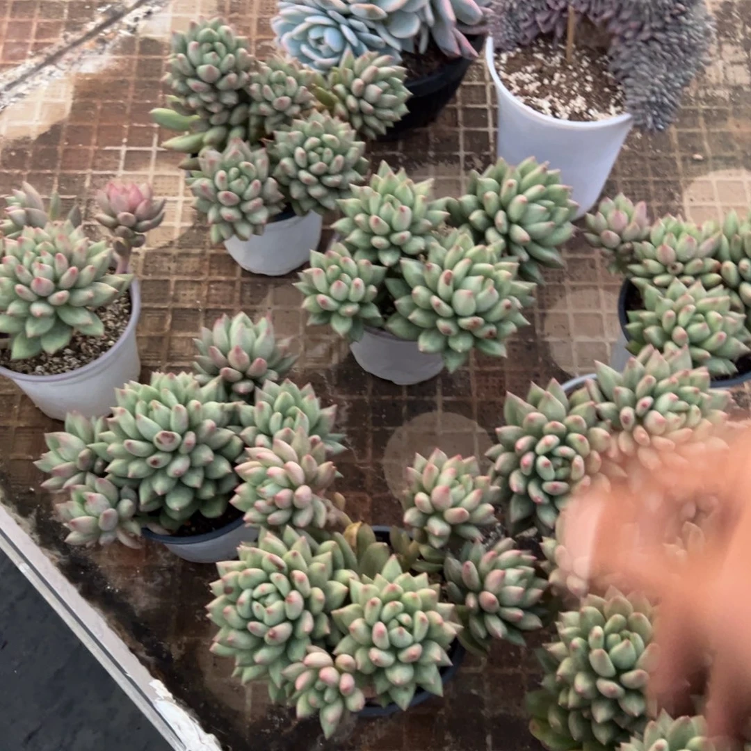咩***酱一堆多肉多肉植物110