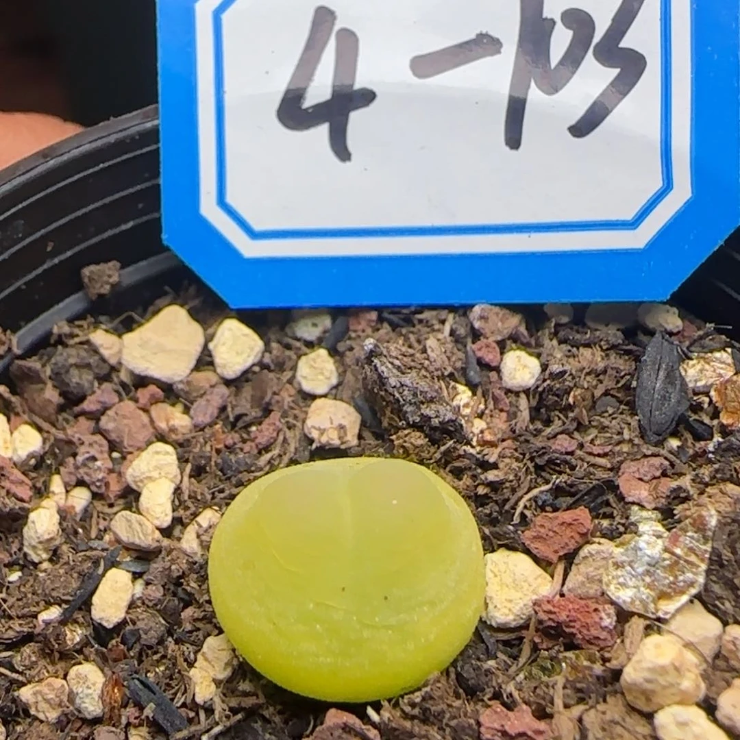 下播福利带盆土。