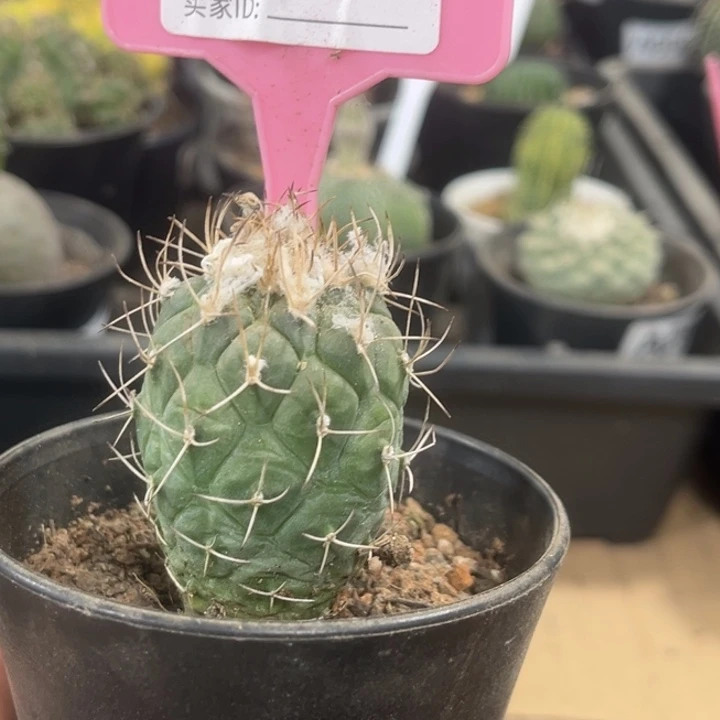 155实生新娇丽一物一拍