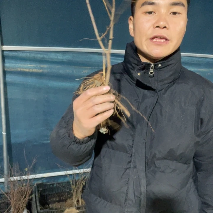 雪之辉海棠花一颗