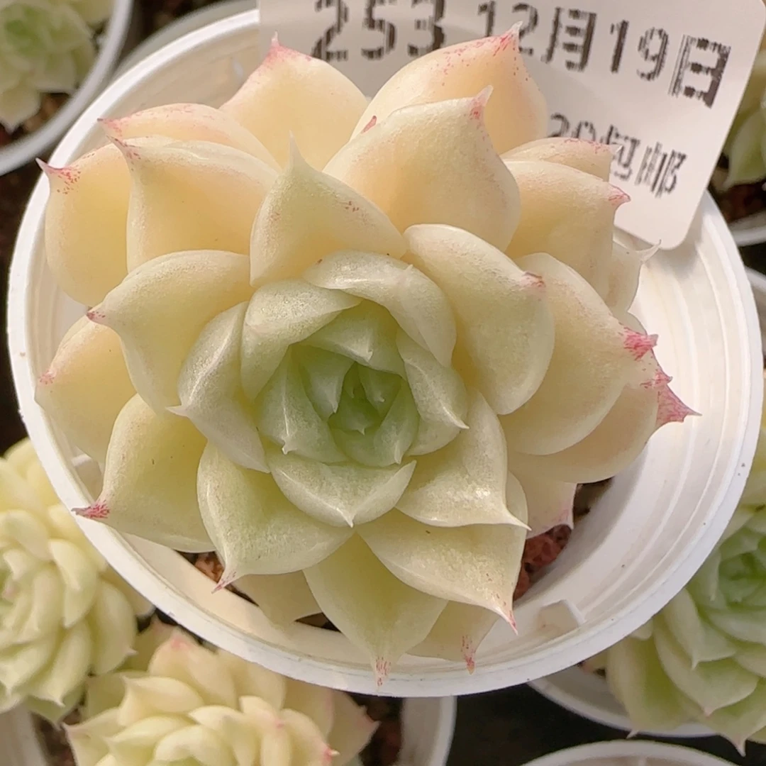 花语多肉1219-253