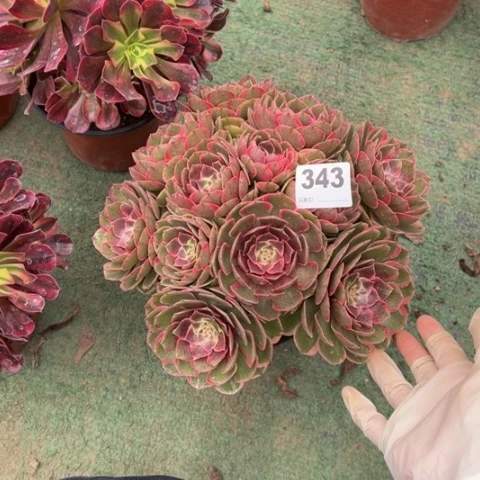 W***n343粉花妖朵朵多肉，