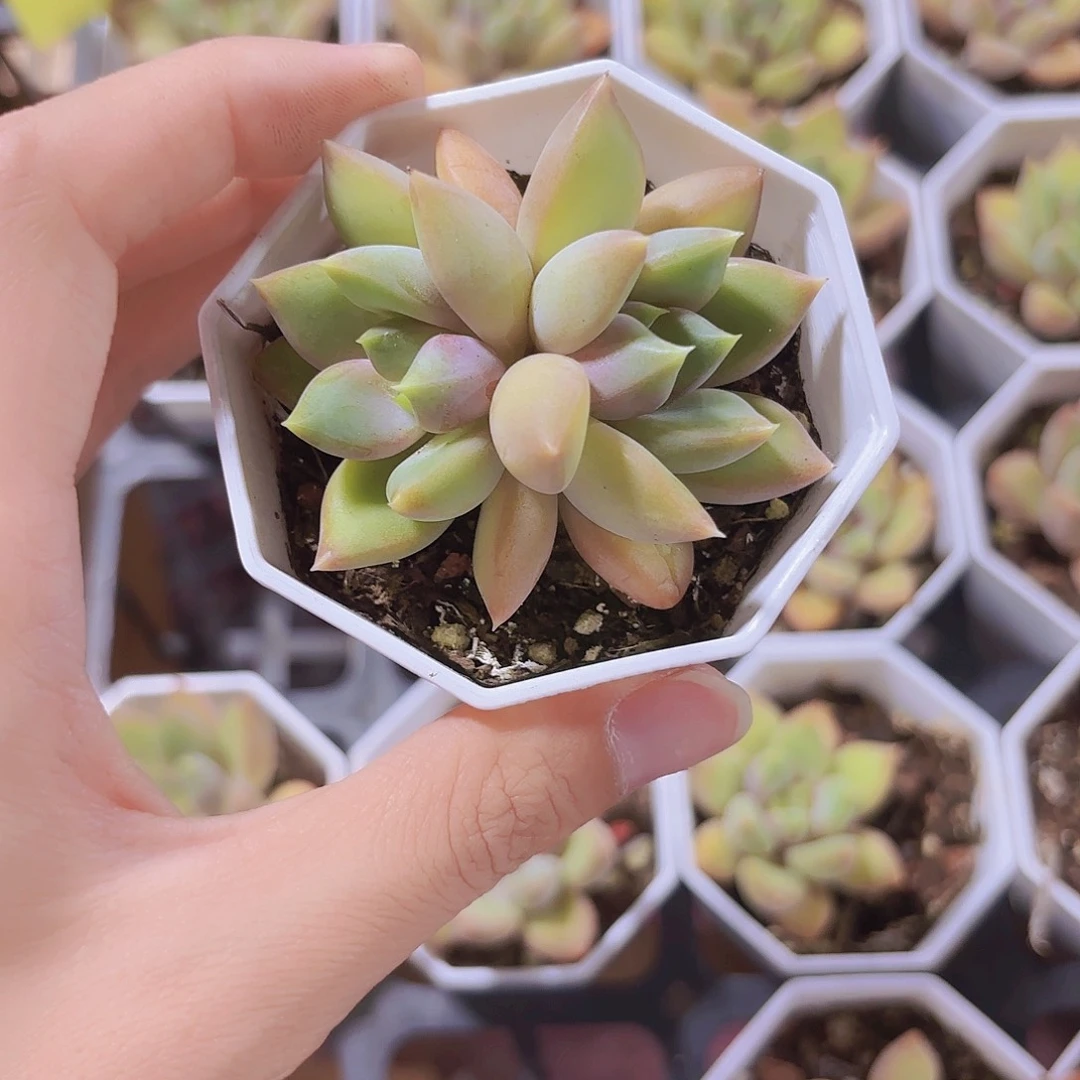 精品老庄红象牙多肉