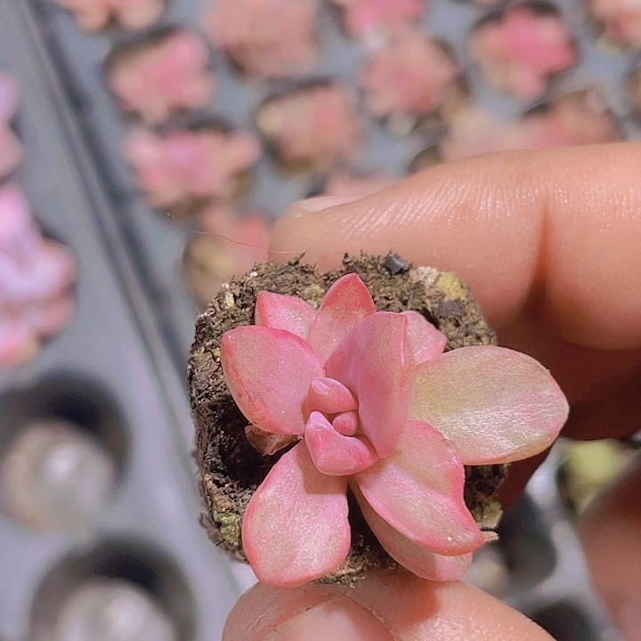 石化彩虹糖拉丝锦【满10颗包邮】