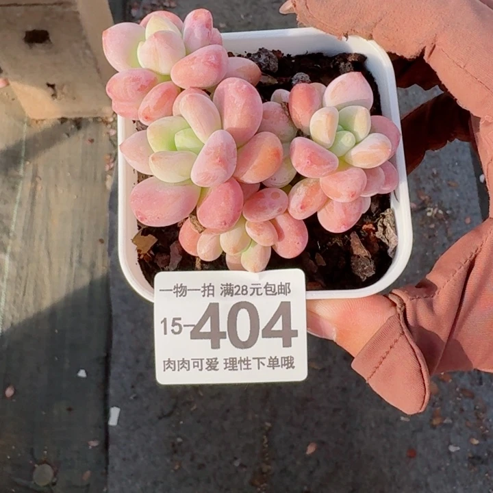 红洛神无盆土发货多肉多