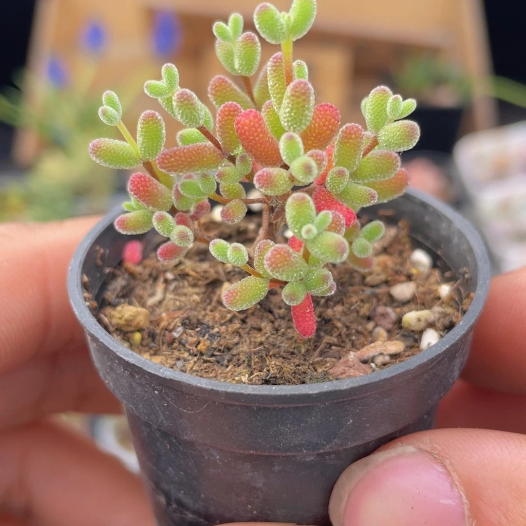 实生蜜桔糖球多肉9.9包邮发货