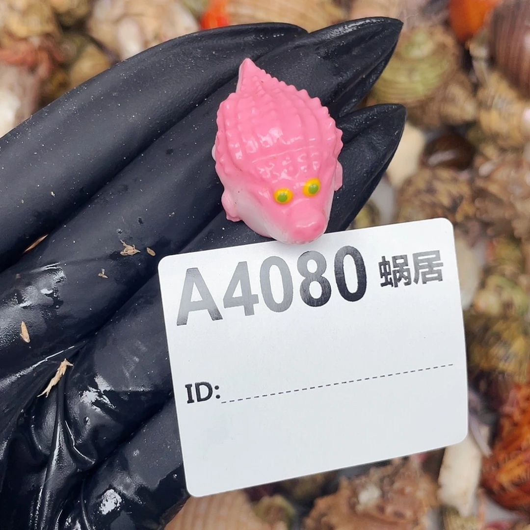 寄居蟹寄居蟹1.3口4080