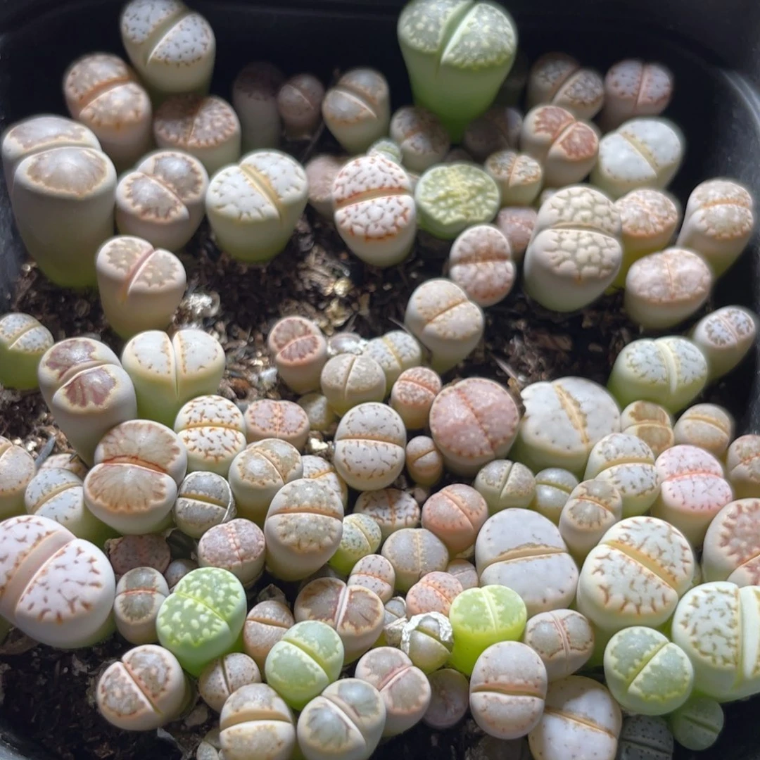 今晚大盆特价更新～19