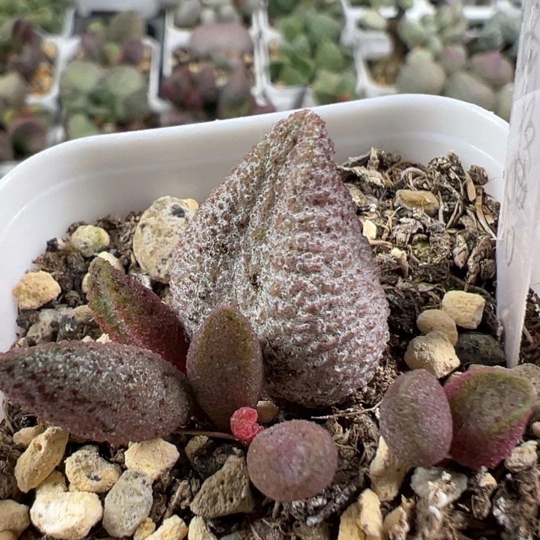 w黑酱多肉植物水泡