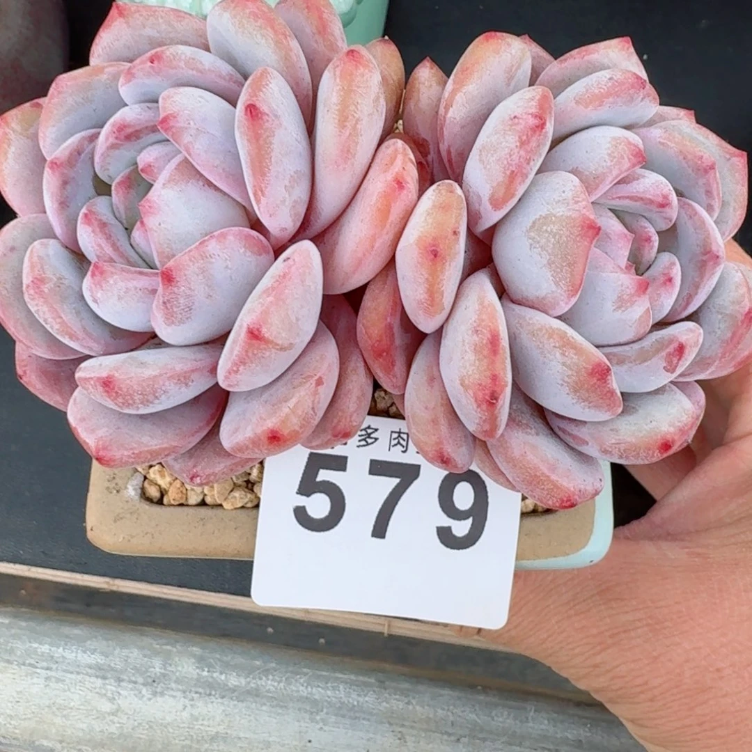 579 星影           精美多肉