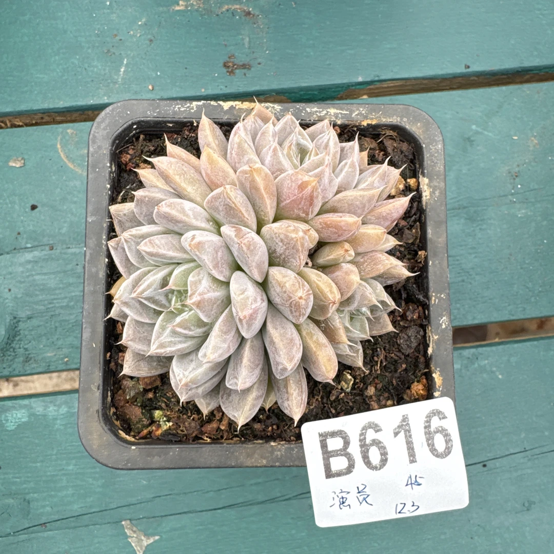 B616，演员多肉植物星云