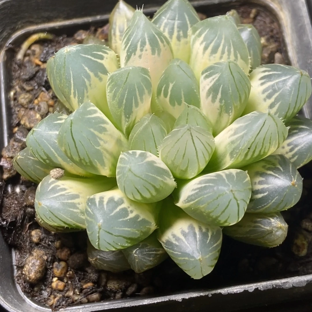 白糊斑霓虹灯玉露锦一物一拍