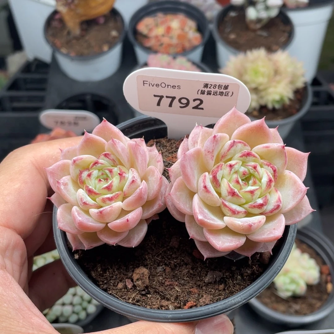 天鹅绒7792-9厘米