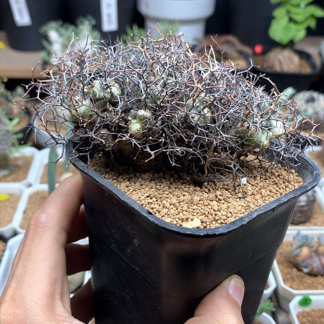 ?****钢丝球万物想脱土