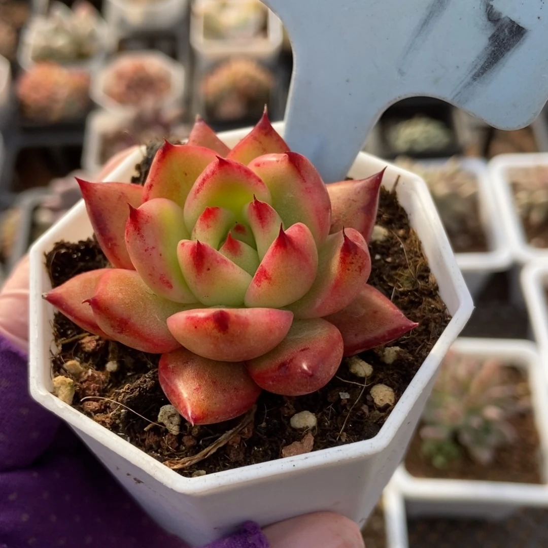 2019多肉植物保护研究所